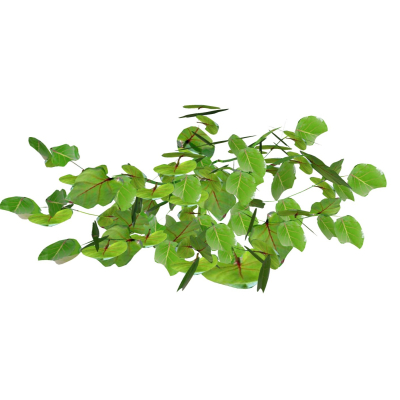 现代花草植物免费su模型(1)