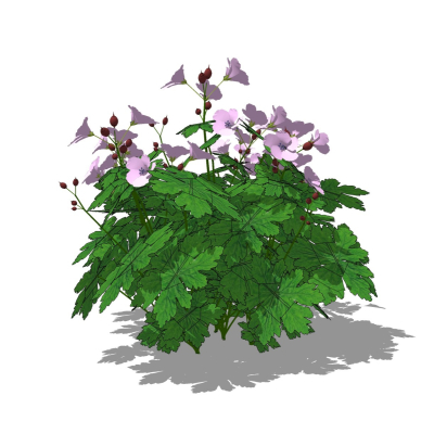 现代花草植物免费su模型(1)