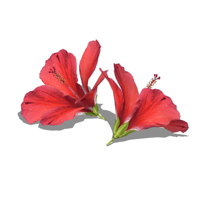 现代花草植物免费su模型(1)