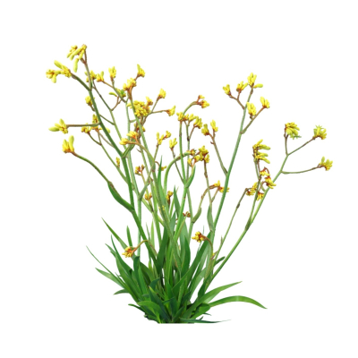 现代花草植物免费su模型(1)