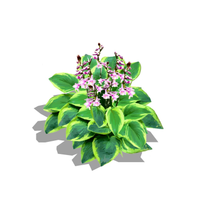 现代花草植物免费su模型(1)
