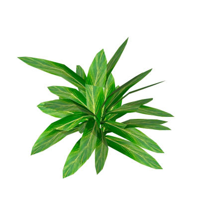 现代花草植物免费su模型(1)