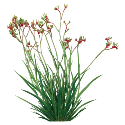 现代2d地被植物组件免费su模型(1)