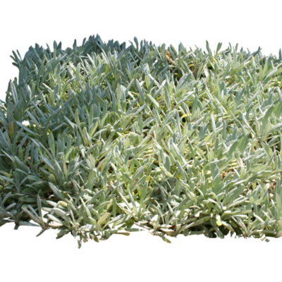 现代2d地被植物组件免费su模型(1)
