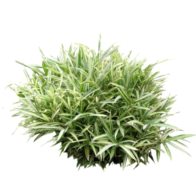 现代2d地被植物组件免费su模型(1)