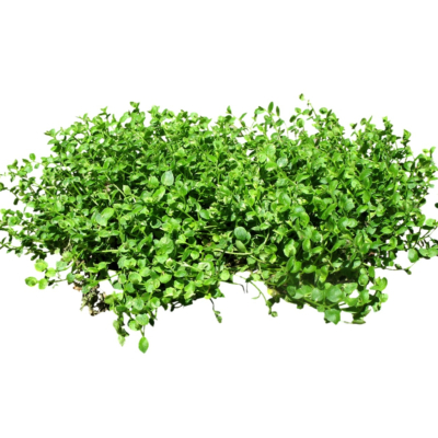现代2d地被植物组件免费su模型(1)
