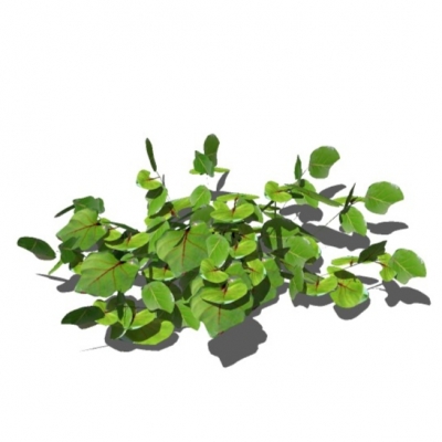 现代地被植物免费su模型(1)