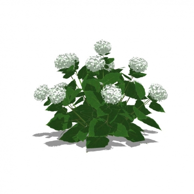 现代花草植物免费su模型(1)