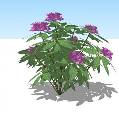 现代花草植物免费su模型(1)