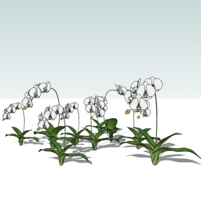 现代兰花免费su模型(1)