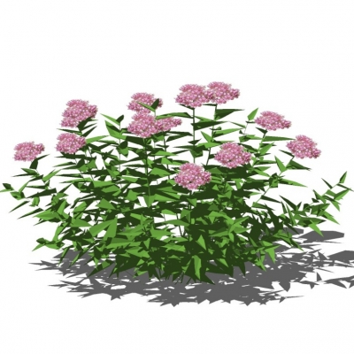现代植物花免费su模型(1)