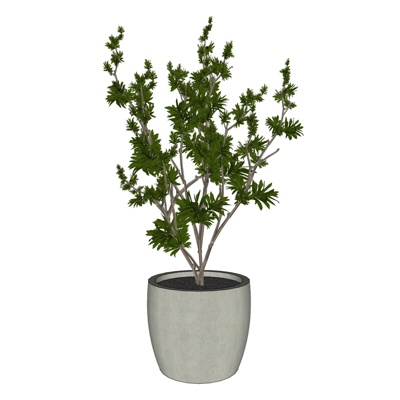 现代绿植盆栽免费su模型(1)