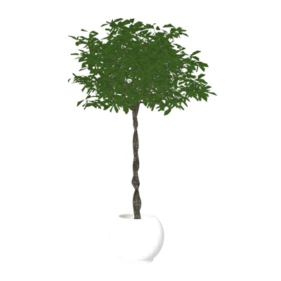 现代绿植盆栽免费su模型(1)