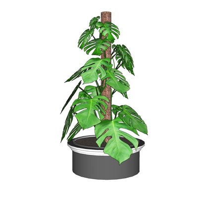 现代绿植盆栽免费su模型(1)