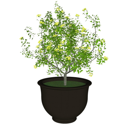 现代盆栽植物免费su模型(1)