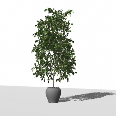 现代植物盆栽免费su模型(1)