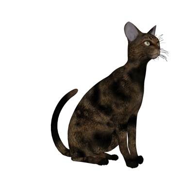 现代哈瓦那棕猫免费su模型(1)
