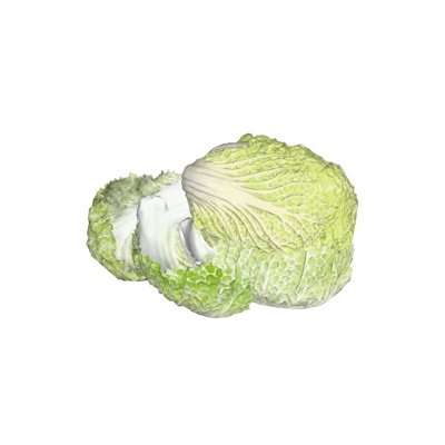 现代大白菜免费su模型(1)